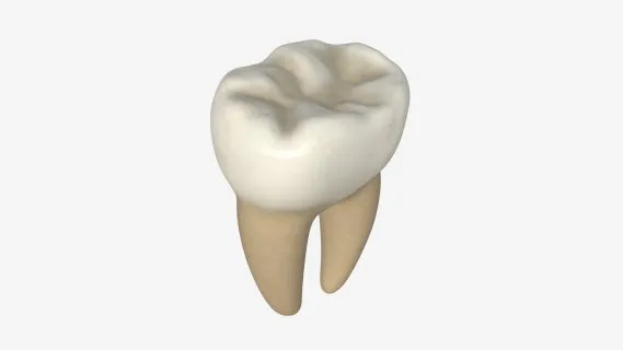 一颗牙齿 智齿 磨牙 人体口腔部件 健康洁白的牙齿 人体器官