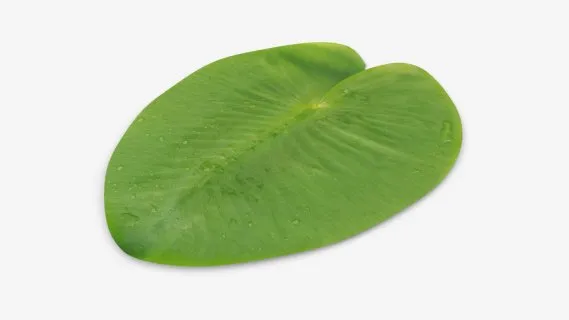 睡莲绿叶 荷叶 荷花叶