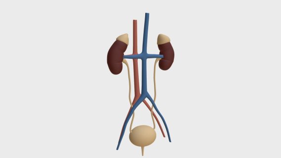 解剖学-人体肾脏和泌尿系统