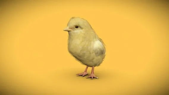 小鸡