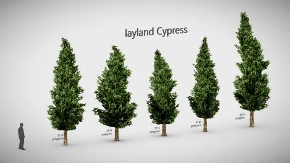 Layland柏树低多边形