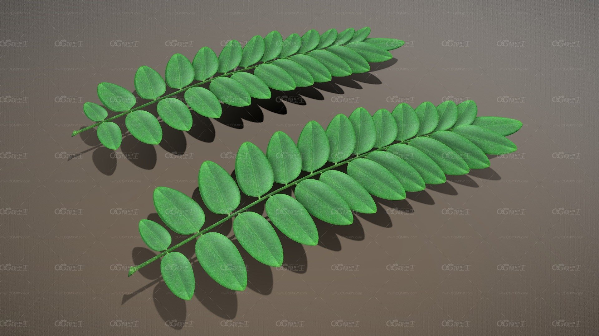 黑蝗虫分支（Robinia）-High Poly-1