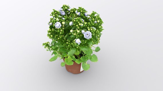 风铃花  鲜花 植物 盆栽 绿植 室内设计 植物模型