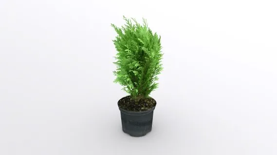 肾蕨 植物 盆栽 绿植 室内设计 植物模型