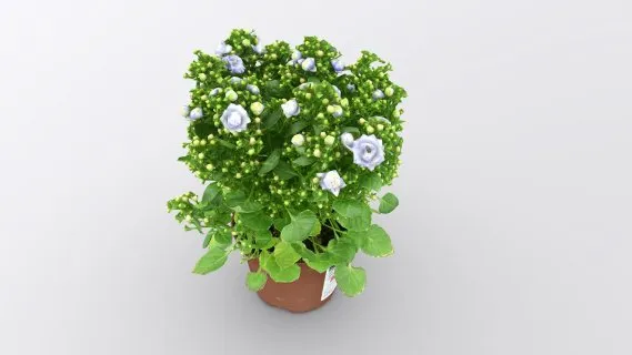 风铃花 鲜花 盆栽 