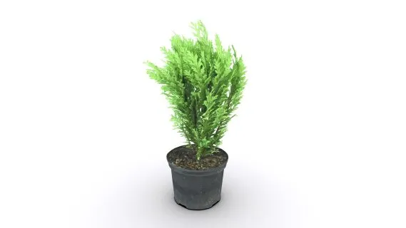 盆栽 盆景 花盆 植物 景观树 绿色植物 绿植 花卉