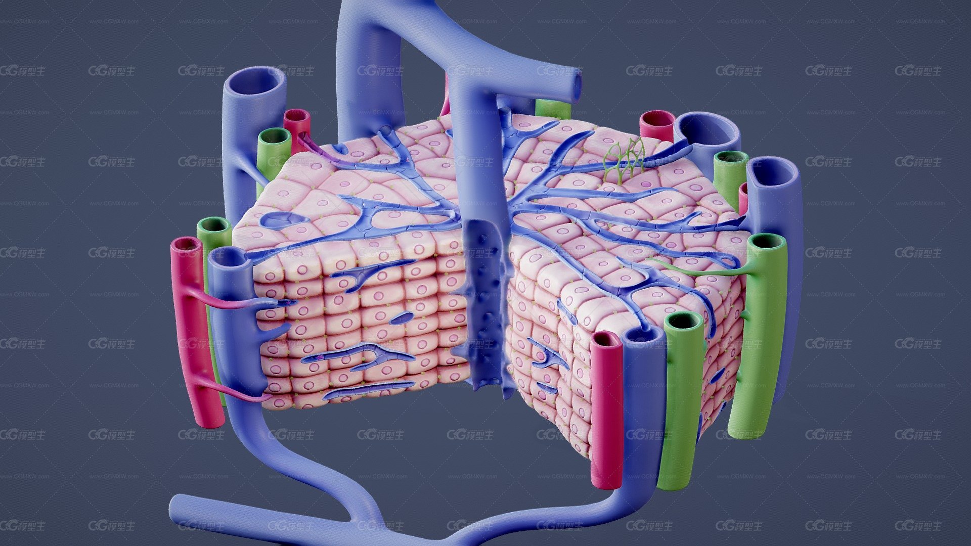 肝脏的显微解剖 模型 医学模型-1