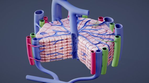 肝脏的显微解剖 模型 医学模型