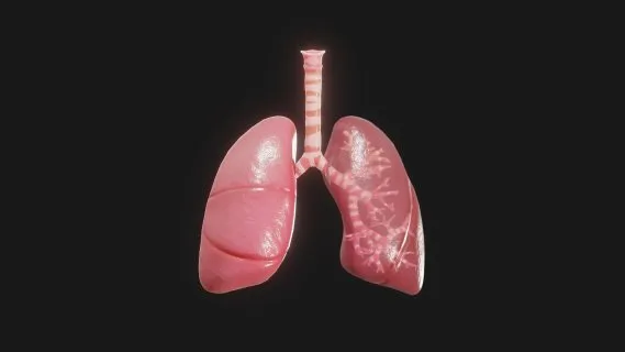 呼吸系统 肺部 模型 医学模型