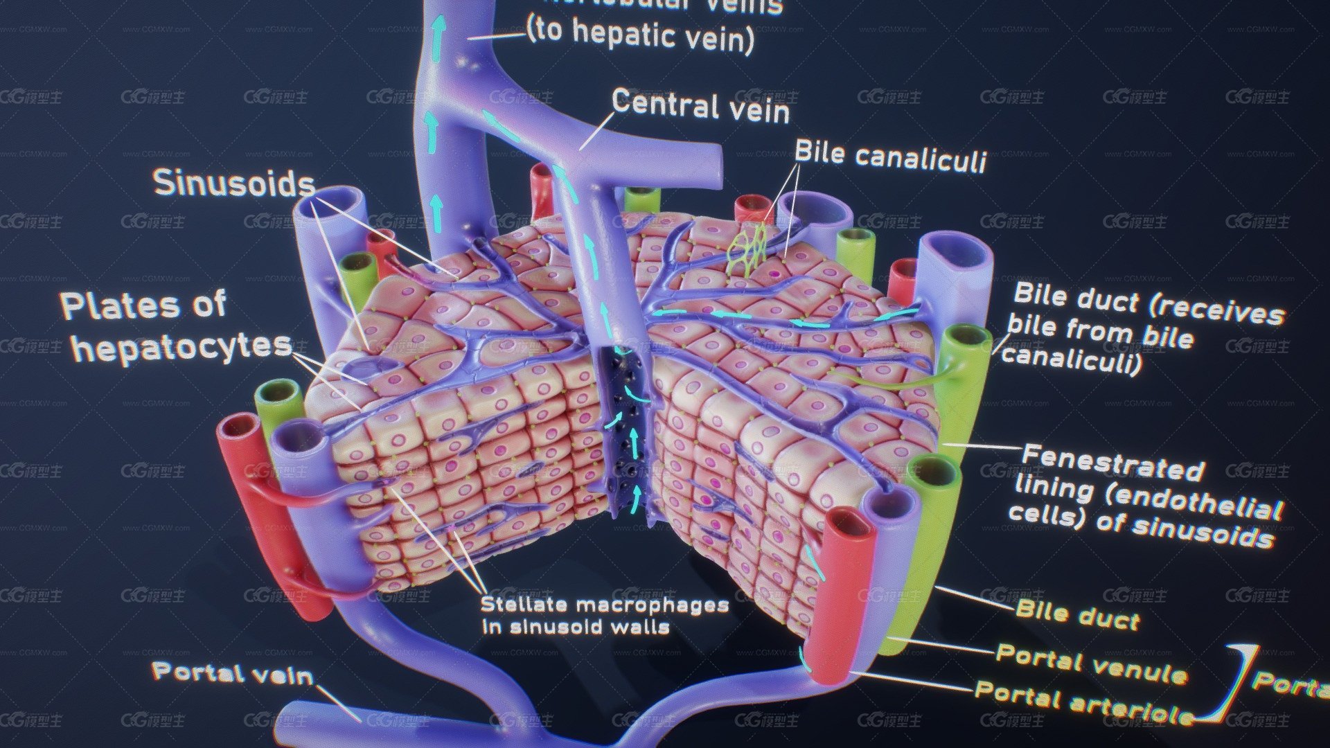 肝脏的显微解剖 模型 医学模型-1