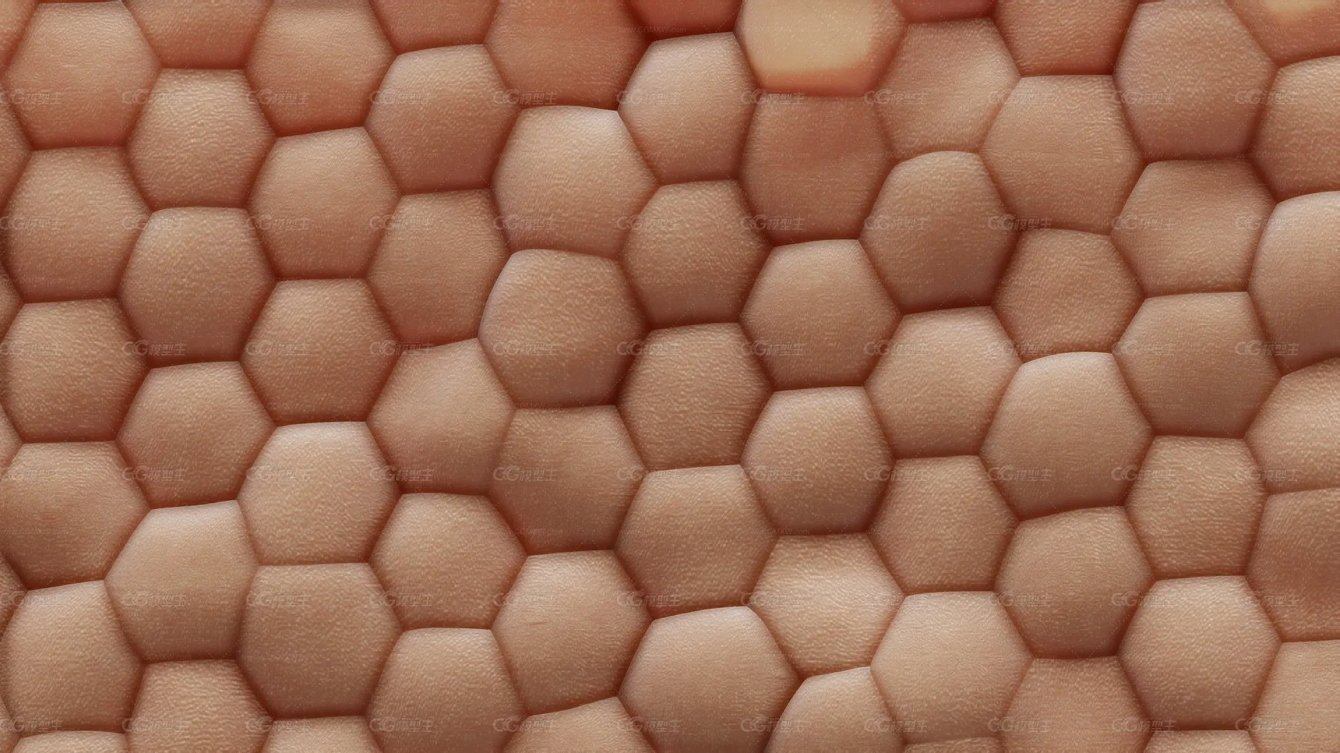 人体皮肤解剖学-1