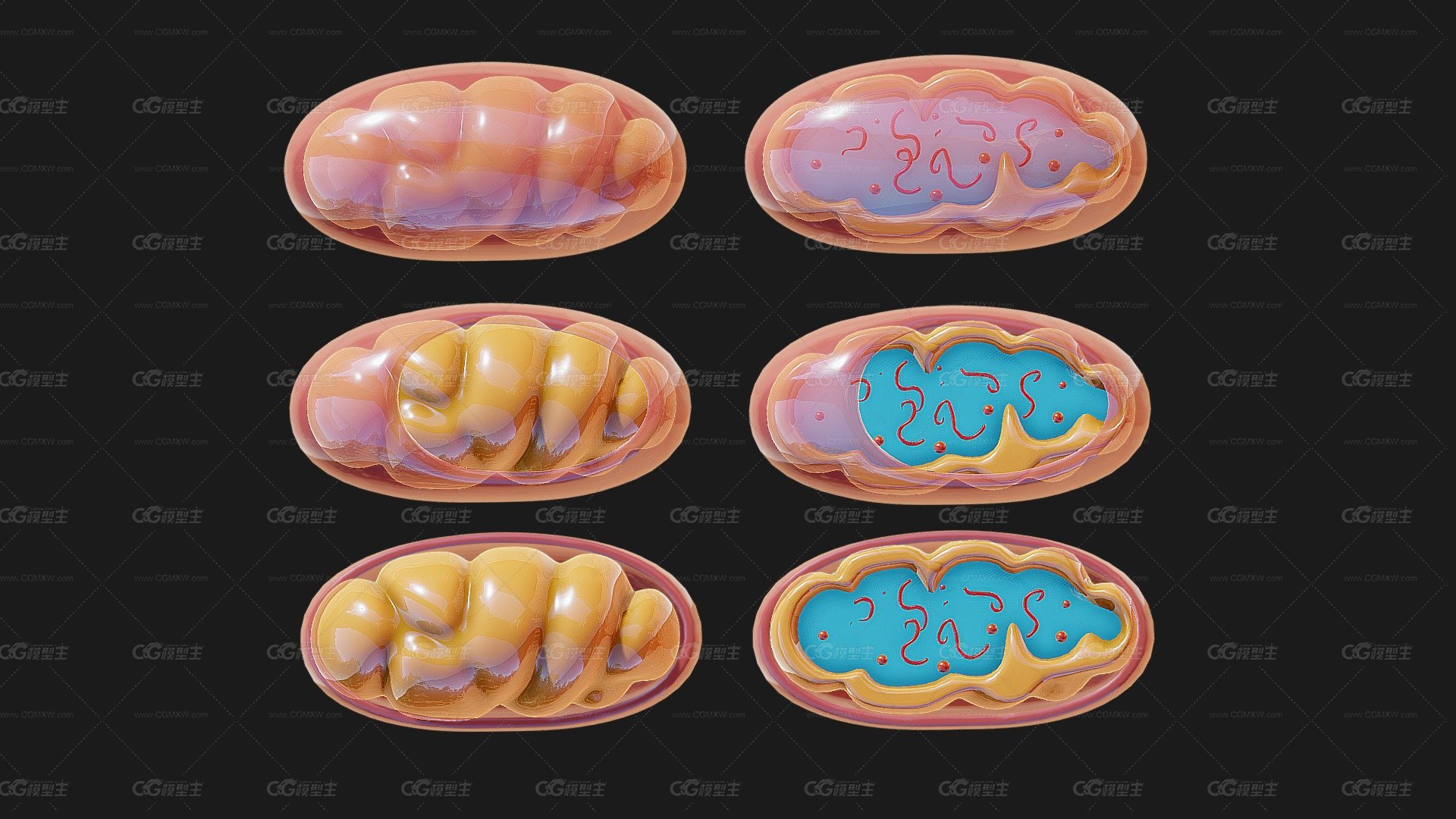 线粒体 模型 生物学模型-1