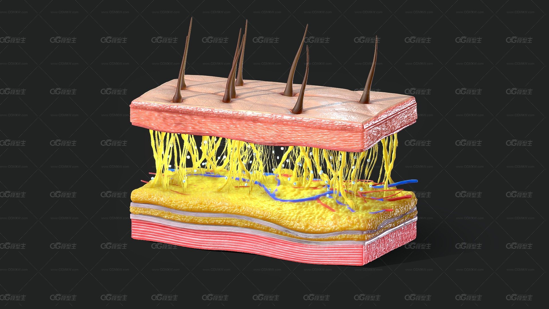 蒙皮横截面 模型 医学模型-1