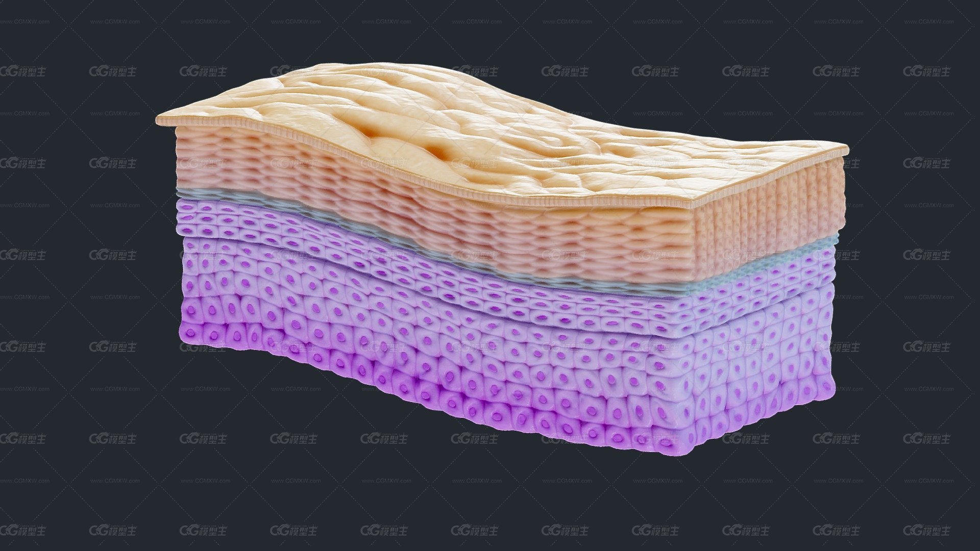 表皮横截面 模型 医学模型-1