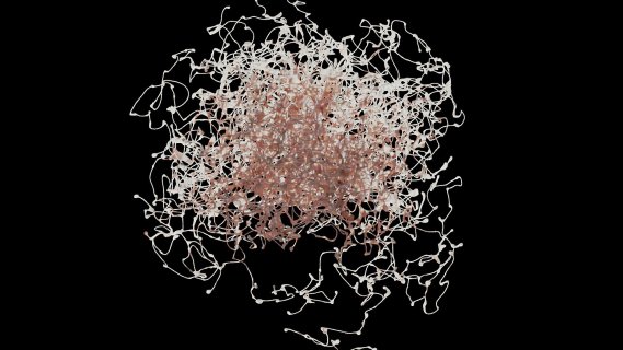 玫瑰果神经元 模型 生物学模型