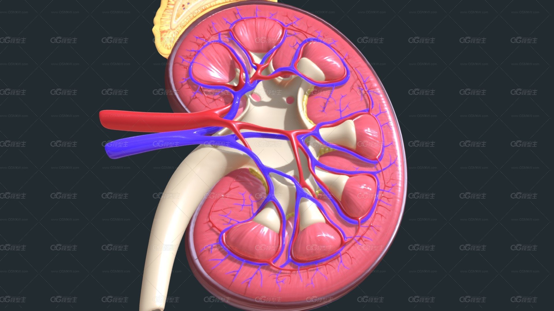肾脏解剖学 模具 模型 医用模型-1