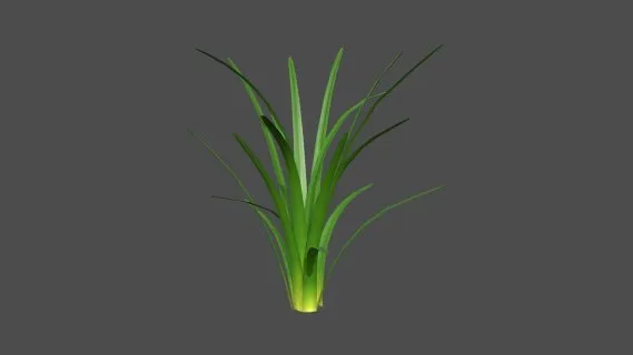 海洋植物