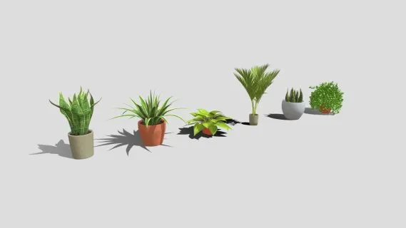 低聚植物包装