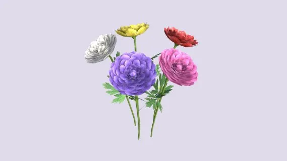 毛茛属花