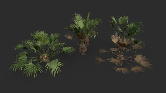 针棕榈树 温室树叶 灌木集合 植物 矮小植物 灌木 热带灌木 绿植 花卉 热带蕨类 园林植物 花草