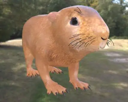 豚鼠