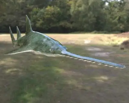 绿锯鳐