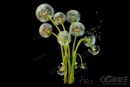 蒲公英草本植物3D模型