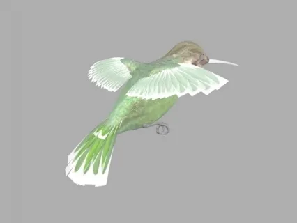 蜂鸟