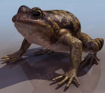 蟾蜍