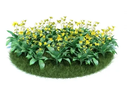 黄色猪牙花