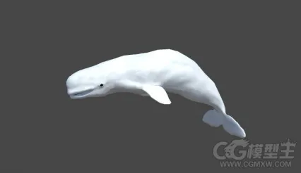 白鲸 鲸鱼3D模型
