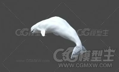 白鲸 鲸鱼3D模型-3