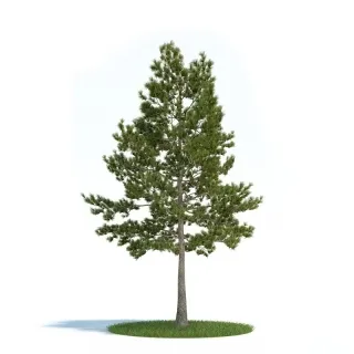 精细植物模型