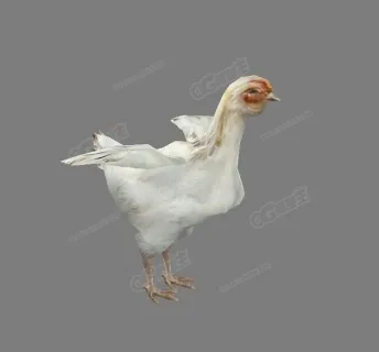 chicken white白鸡 白斩鸡 公鸡 母鸡
