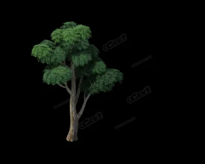 柏树3D模型