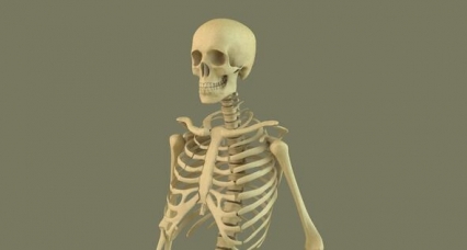 C4D高精度人体骨架骷髅模型HIGHPOLY SKELETON FREE 3D MODEL