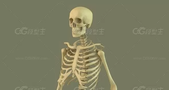 C4D高精度人体骨架骷髅模型HIGHPOLY SKELETON FREE 3D MODEL-1