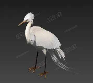 白鹭 3D模型 白鸟