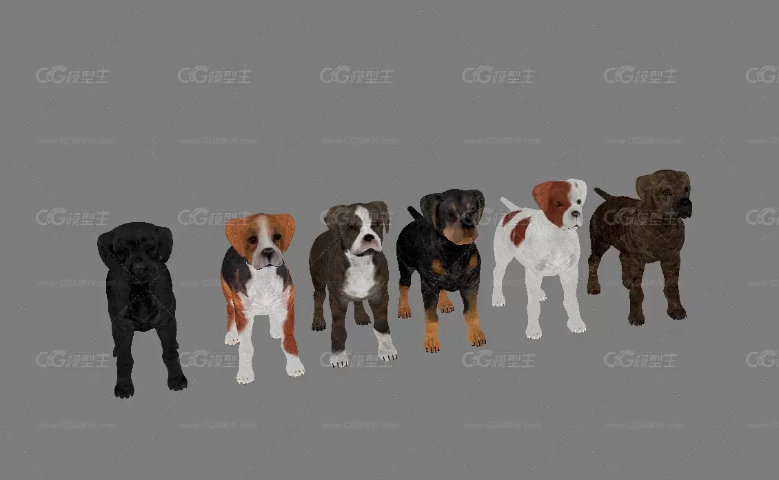 拉布拉多犬3d模型-1