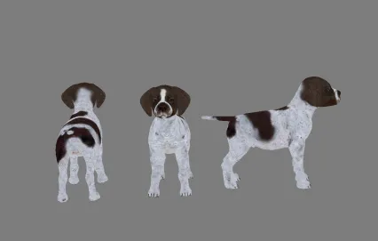 搜救犬   3d模型