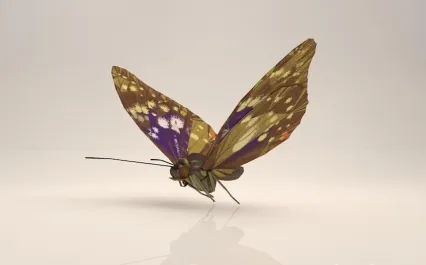 C4D蝴蝶蛾子模型