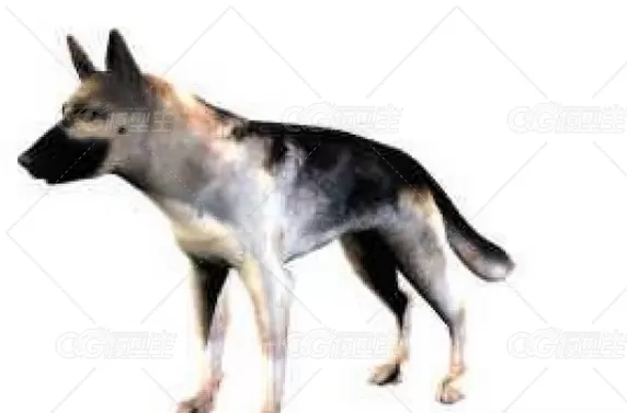 狼狗模型German Shepherd 3d model-1