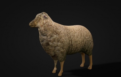 Sheep 绵羊模型