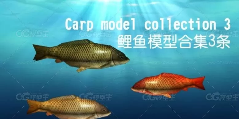 鲤鱼模型合集3条Carp model collection 3-1