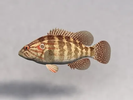 黄花鱼（带灯光带摄像机） 3D模型