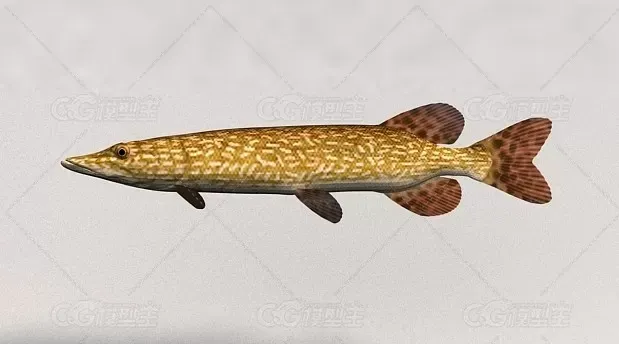 鱼（自带灯光摄像机） 3D模型-1