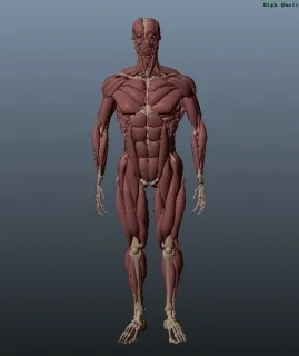 国外大师做的人体肌肉模型 3d模型