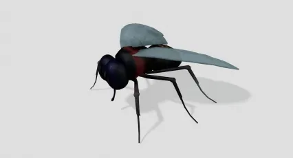 C4D昆虫模型 苍蝇 果蝇
