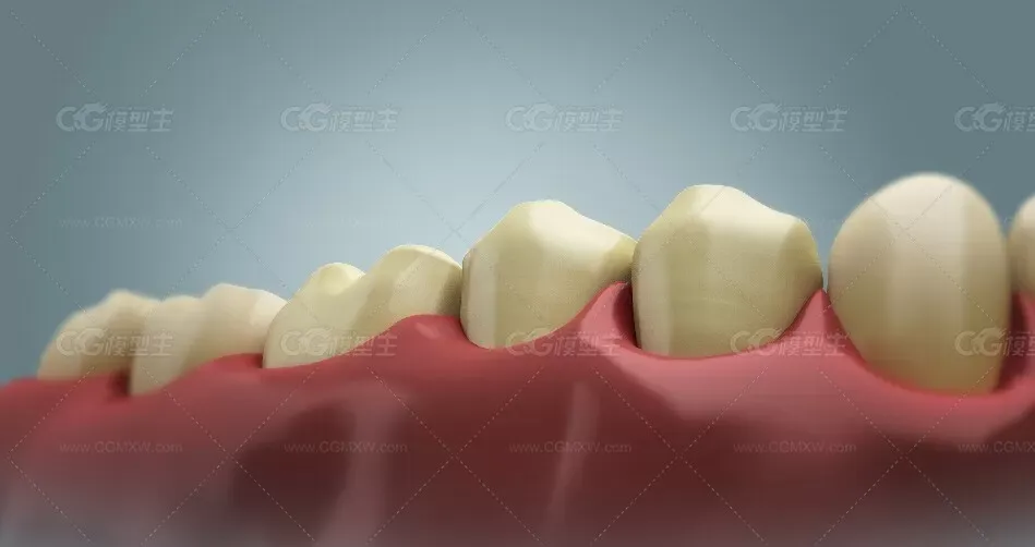 全副写实牙齿3D模型 3dsmax模型 有材质-2