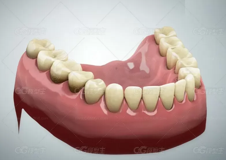 全副写实牙齿3D模型 3dsmax模型 有材质-1